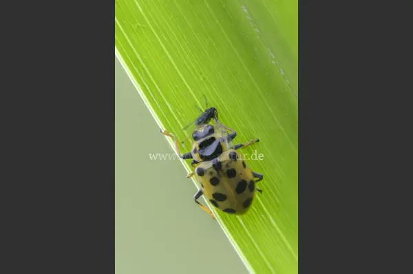 Fokus-Natur Bild