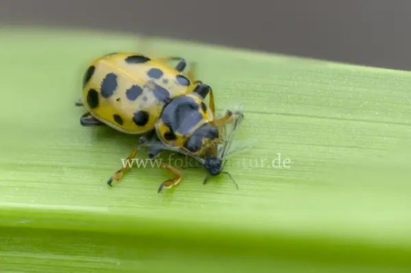 Fokus-Natur Bild
