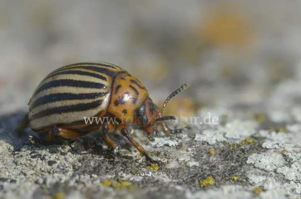 Fokus-Natur Bild