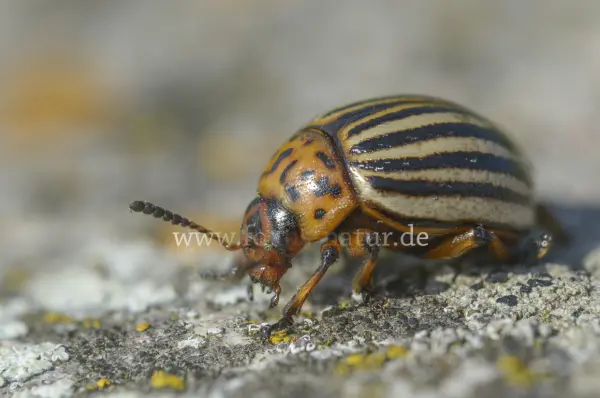 Fokus-Natur Bild