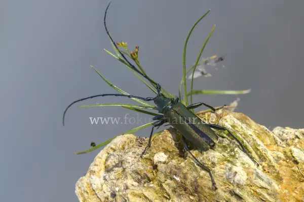 Fokus-Natur Bild