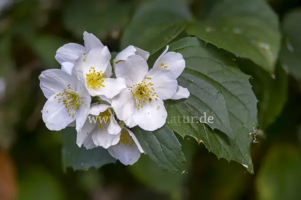 Fokus-Natur Bild
