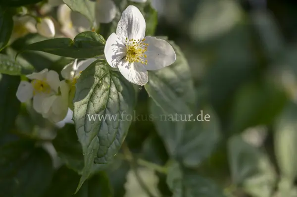 Fokus-Natur Bild