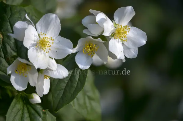 Fokus-Natur Bild