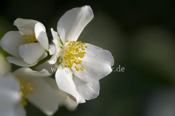 Fokus-Natur Bild