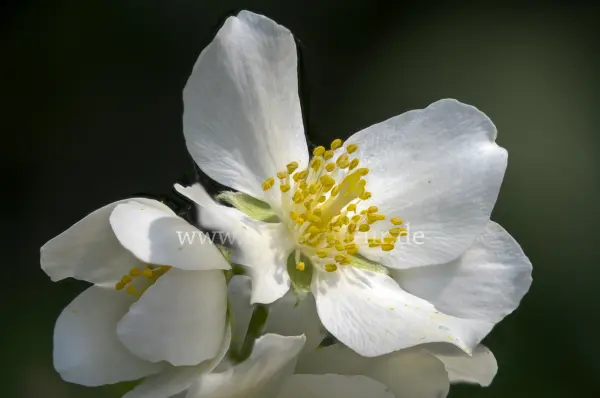 Fokus-Natur Bild