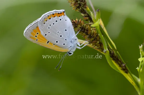 Fokus-Natur Bild