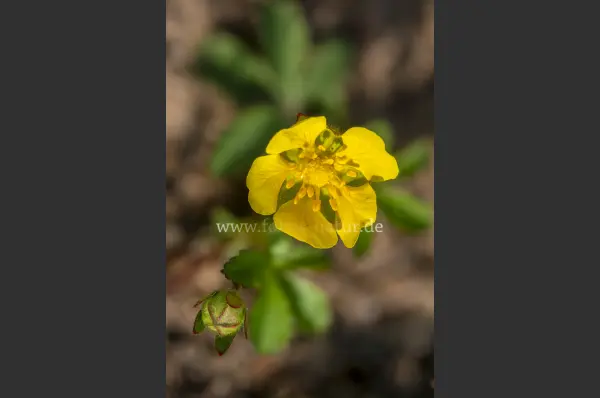 Fokus-Natur Bild
