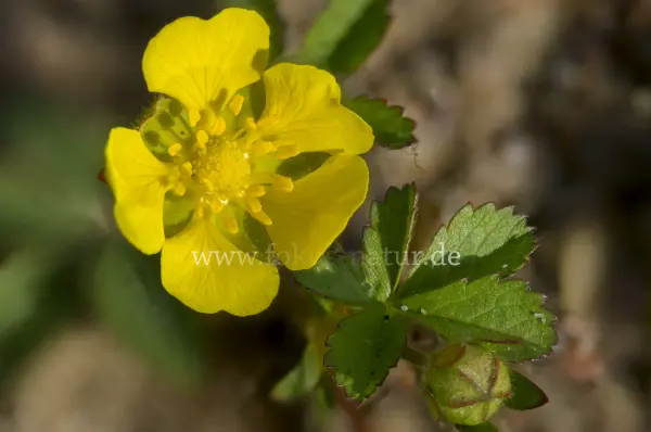Fokus-Natur Bild