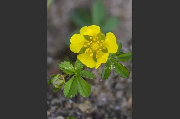 Fokus-Natur Bild