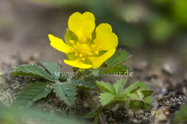 Fokus-Natur Bild
