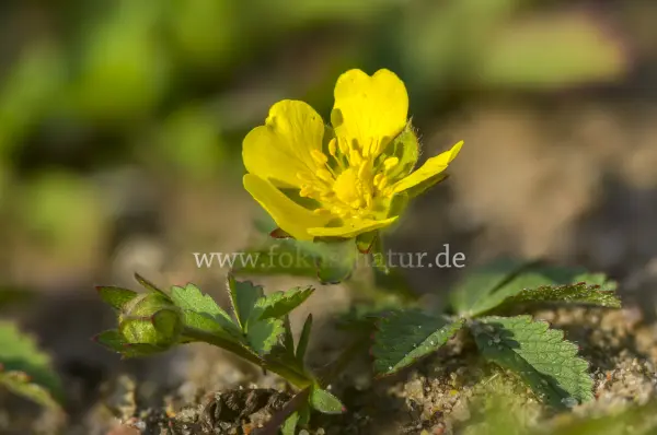 Fokus-Natur Bild
