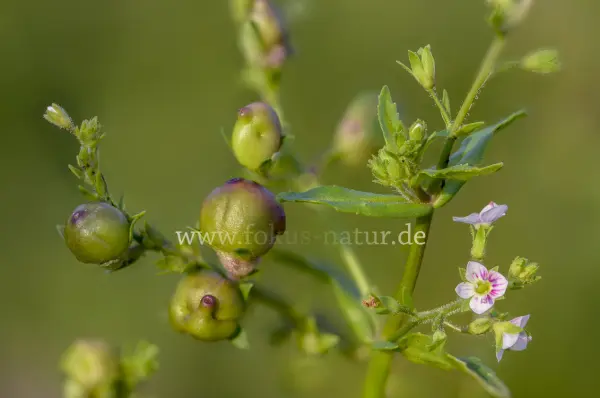 Fokus-Natur Bild