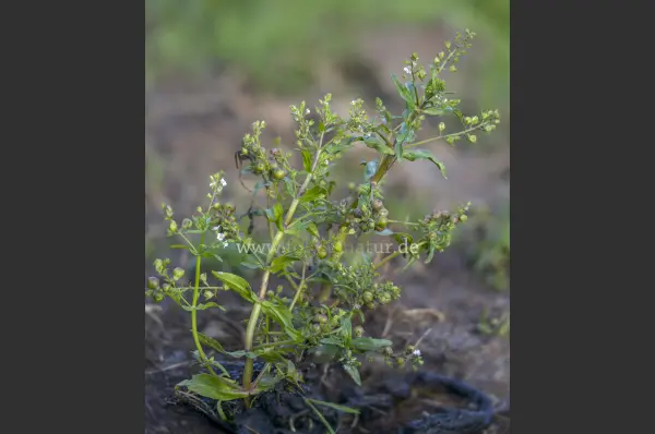 Fokus-Natur Bild