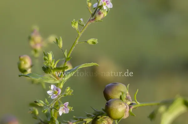 Fokus-Natur Bild