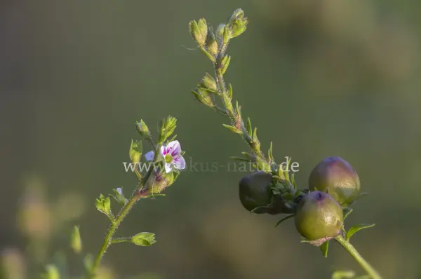 Fokus-Natur Bild