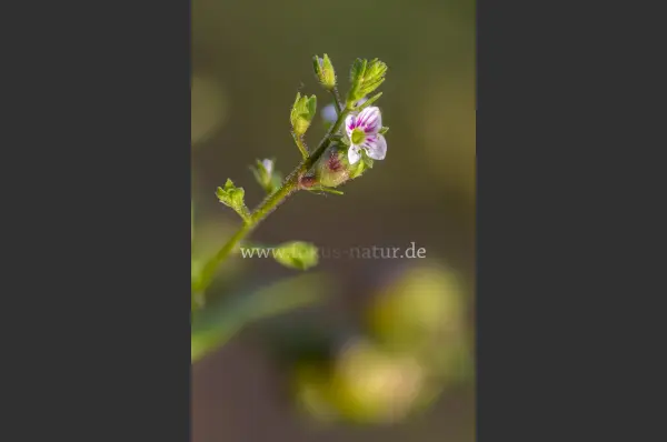 Fokus-Natur Bild