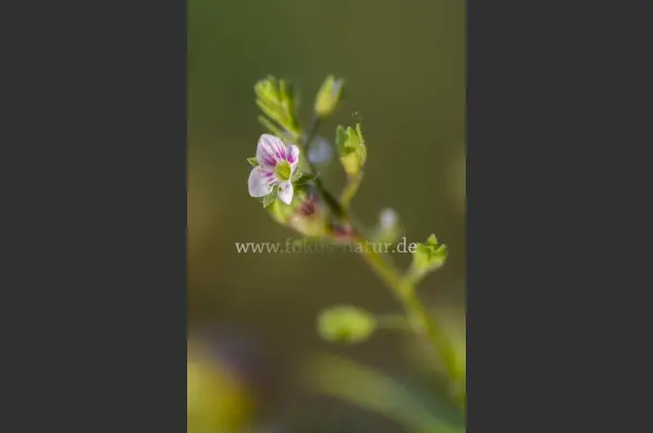Fokus-Natur Bild