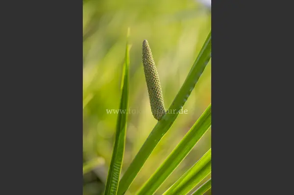Fokus-Natur Bild