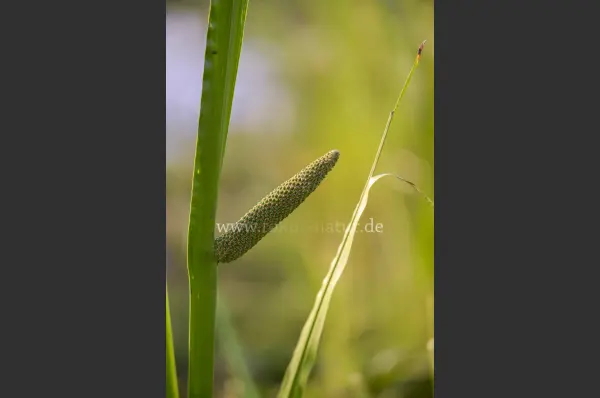 Fokus-Natur Bild