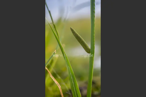 Fokus-Natur Bild