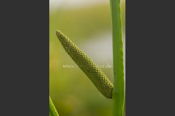 Fokus-Natur Bild