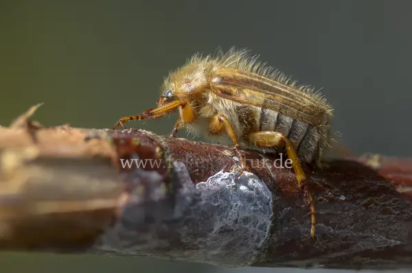 Fokus-Natur Bild