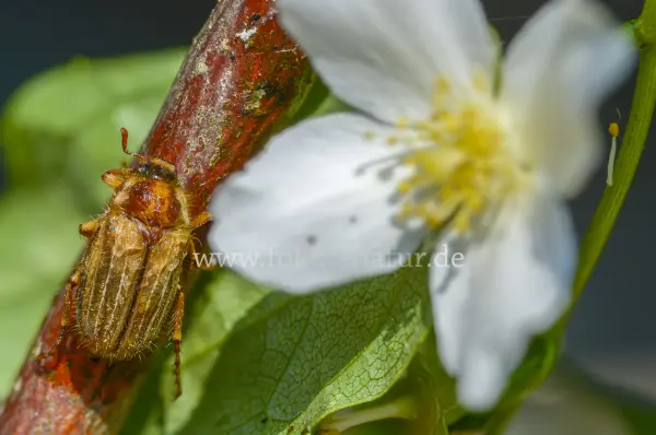 Fokus-Natur Bild