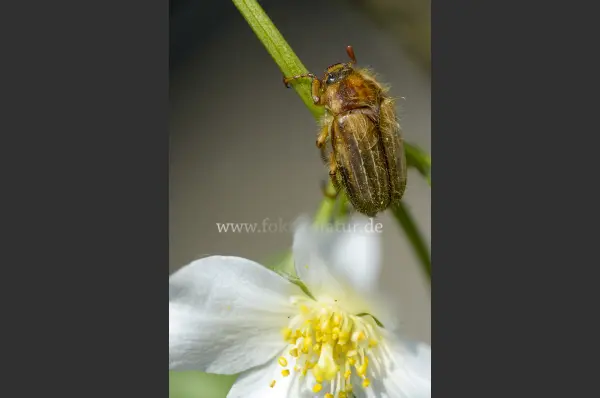 Fokus-Natur Bild
