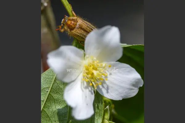 Fokus-Natur Bild
