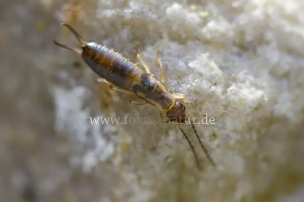 Fokus-Natur Bild