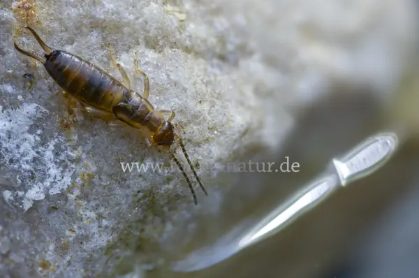 Fokus-Natur Bild