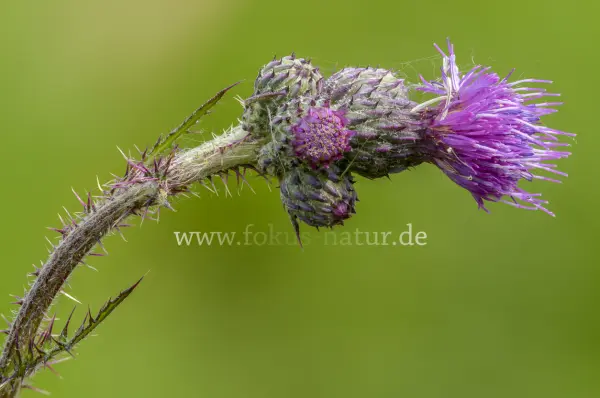 Fokus-Natur Bild