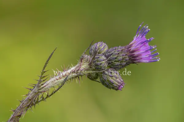 Fokus-Natur Bild