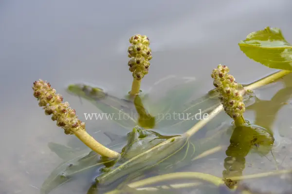 Fokus-Natur Bild