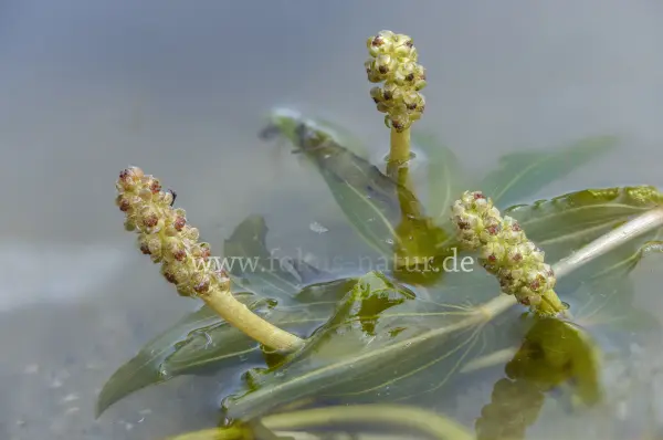 Fokus-Natur Bild