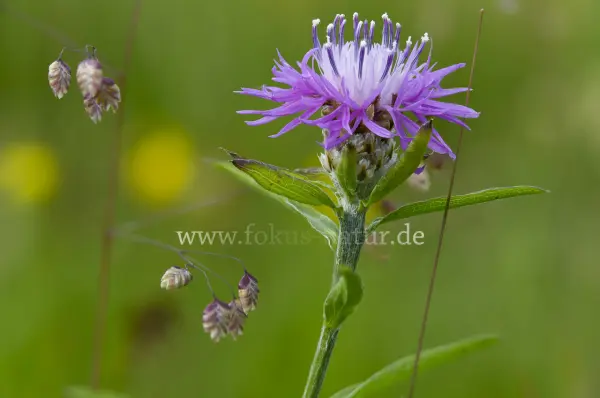 Fokus-Natur Bild