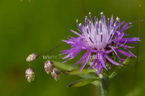 Fokus-Natur Bild