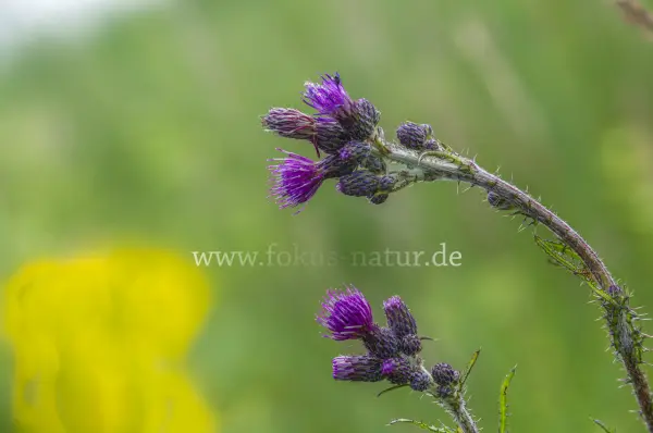 Fokus-Natur Bild