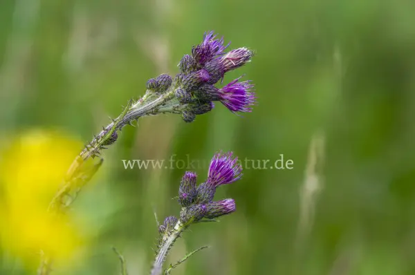 Fokus-Natur Bild