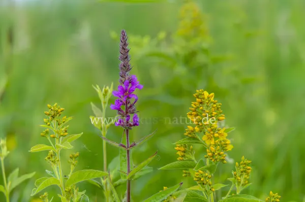 Fokus-Natur Bild