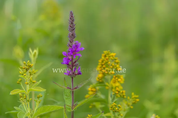 Fokus-Natur Bild