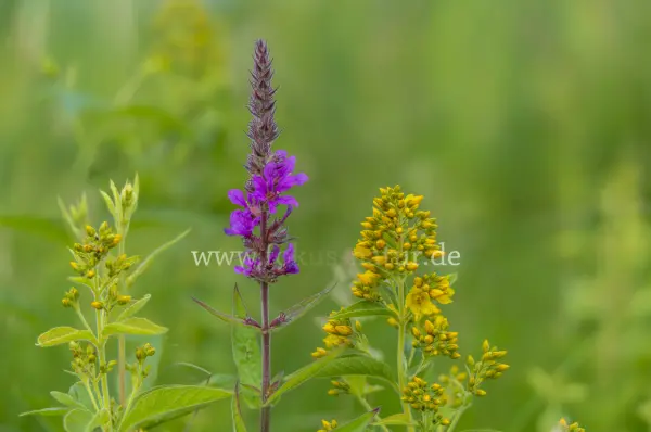 Fokus-Natur Bild