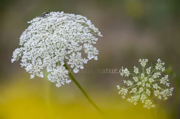 Fokus-Natur Bild