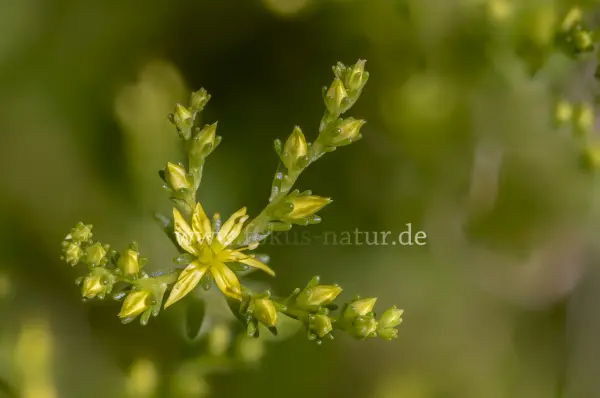 Fokus-Natur Bild