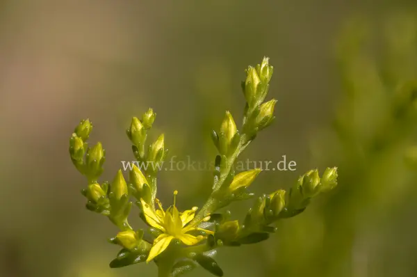 Fokus-Natur Bild