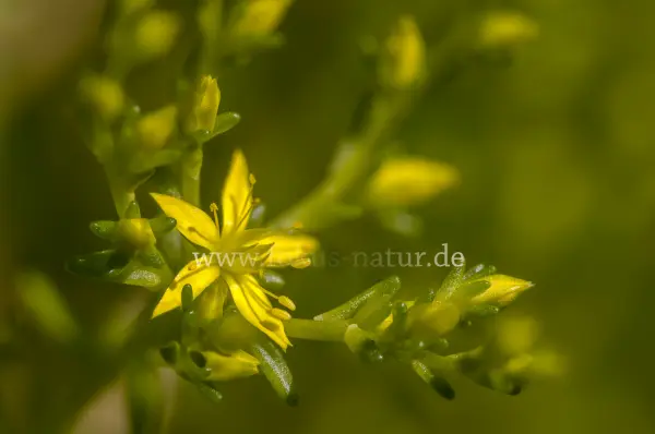 Fokus-Natur Bild