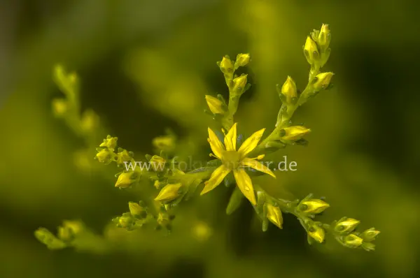 Fokus-Natur Bild
