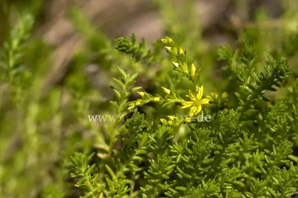 Fokus-Natur Bild