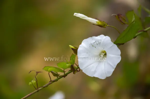 Fokus-Natur Bild